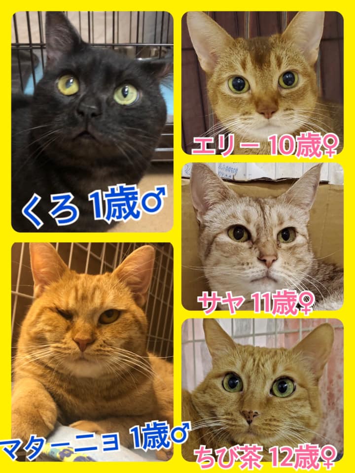 🐾今日の里親様募集中ニャンコ🐱メンバーです🐾2020,7,16